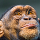 Illustration for article titled The NIH Is Retiring All of Its Research Chimpanzees